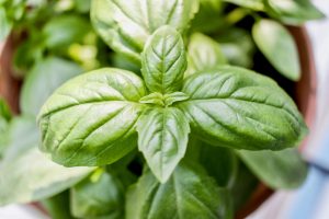 Home basil