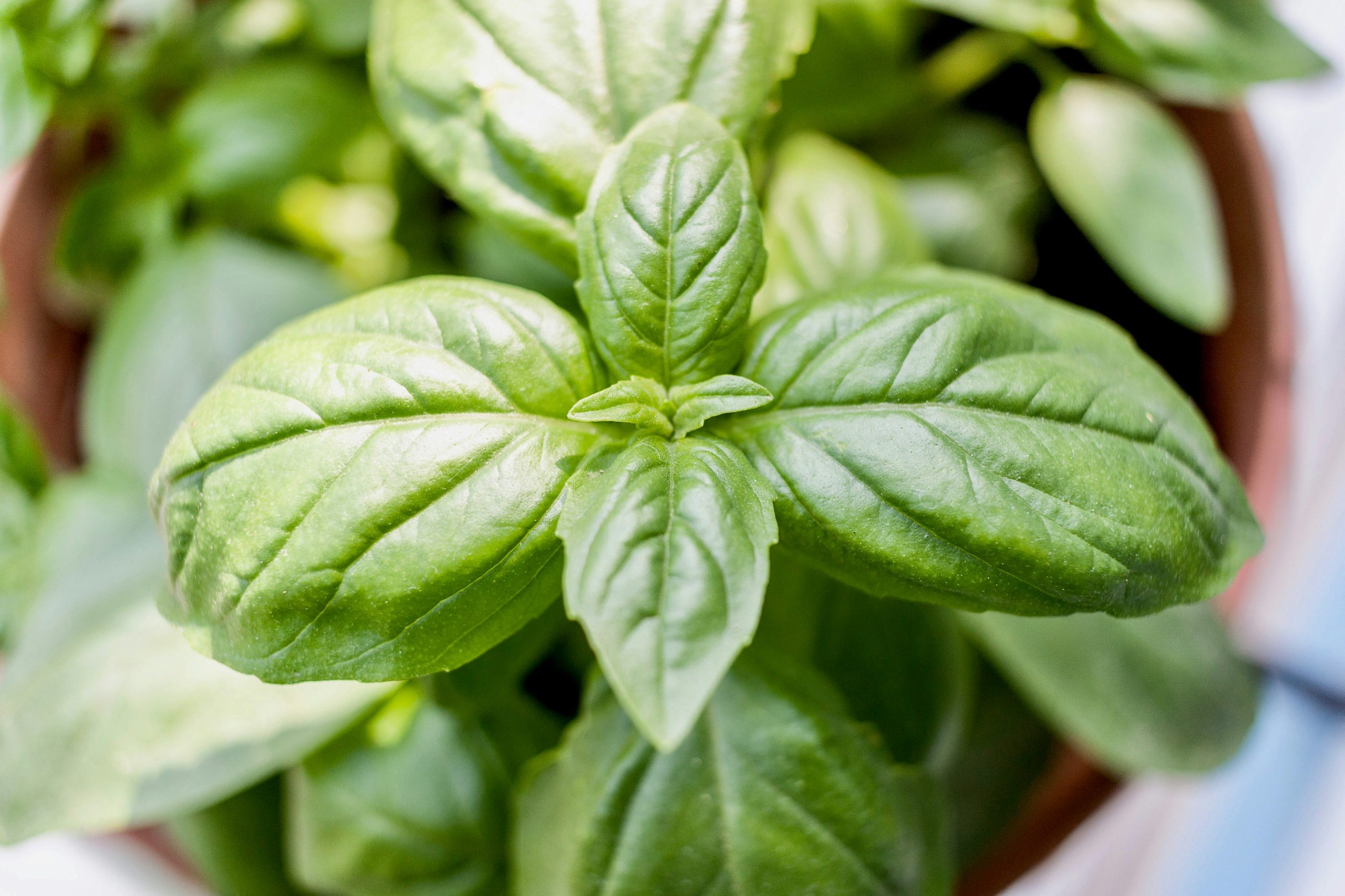 basil