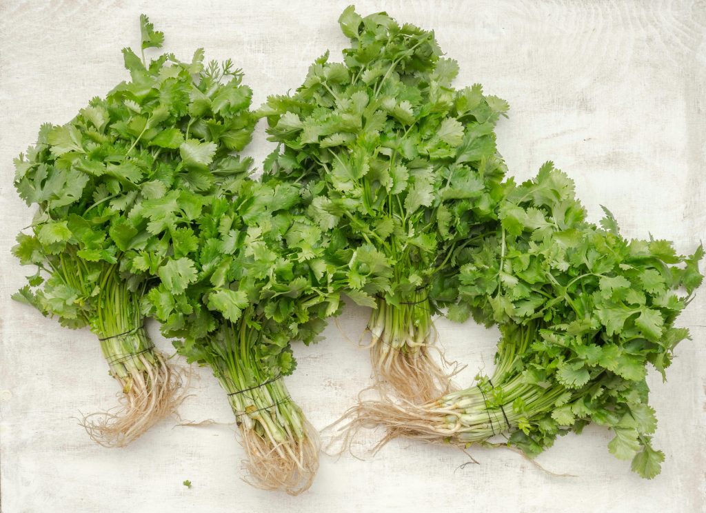 coriander