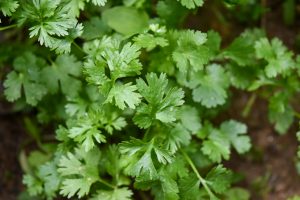 Home coriander