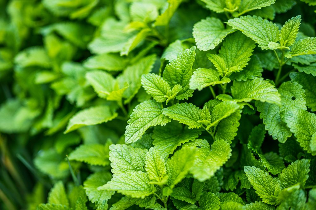mint