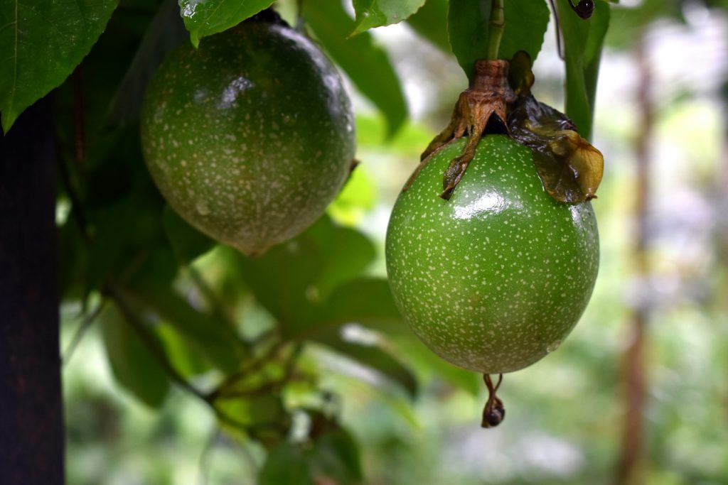 passion fruit