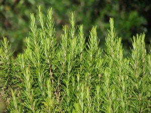 Home rosemary