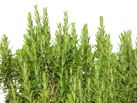 rosemary 2 removebg preview
