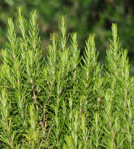 Home rosemary